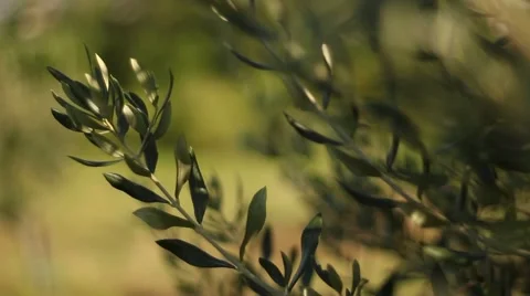 Olive leaves focus rack Stock Footage 47992098