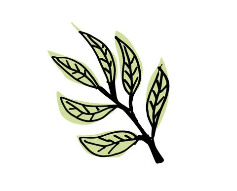 Olive Leaves. Stock Illustration
