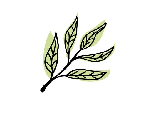 Olive Leaves. Stock Illustration