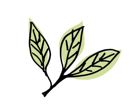 Olive Leaves. Stock Illustration