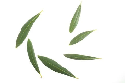 Olive  leaves Stock Photos