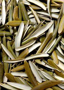 Olive leaves Stock Photos