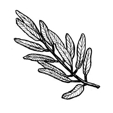 Olive leaves sketch, isolated vector illustration of tree leaves Stock Illustration