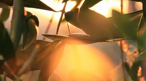 Olive leaves in the sun Video stock 25489667