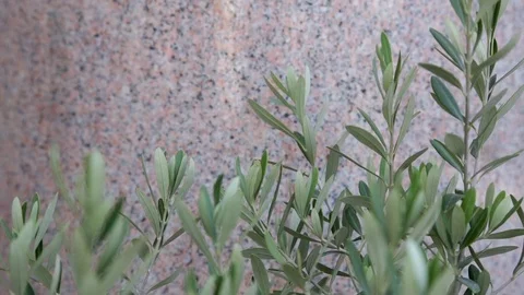 Olive leaves in the wind Stock Footage 102051967