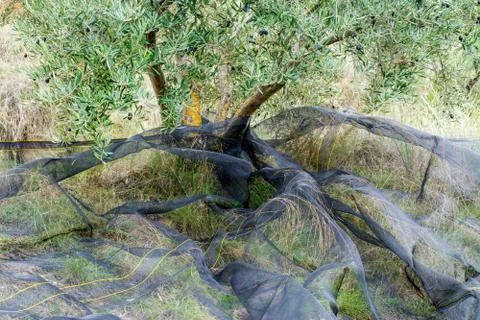 Olive net Stock Photos