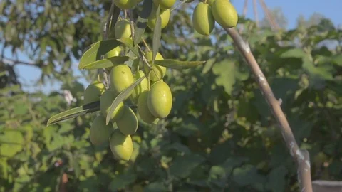 Olive nuts on the tree, wind move the branch Stock Footage 69856724