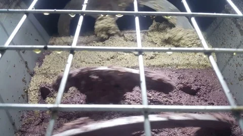 Olive Oi Extracting Mill Stock Footage 84798491