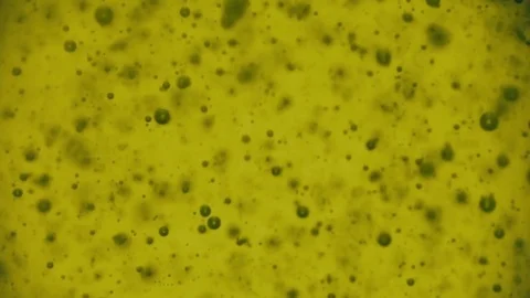 Olive oil bubbles floating in bottle macro slow motion Stock Footage 74809616