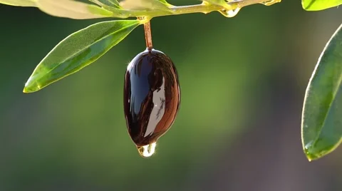 Olive oil dripping from black olives. Background nature. Stock Footage
