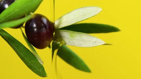 Olive oil is dropping down from olive fruit, slow motion Stock Footage 140215215