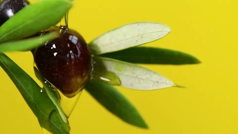 Olive oil is dropping down from olive fruit, slow motion Stock Footage 140215305