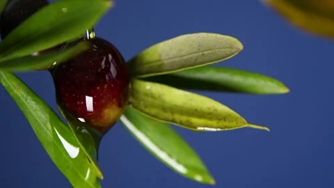 Olive oil is dropping down from olive fruit, slow motion Stock Footage 140215403