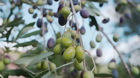 Olive oil drops falling down to the ground in slow motion, rich seasonal harvest Stock Footage 208904066