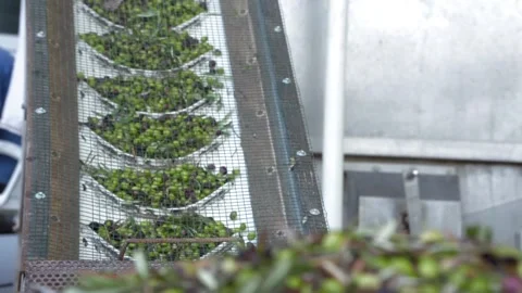 Olive oil Stock Footage 237501006