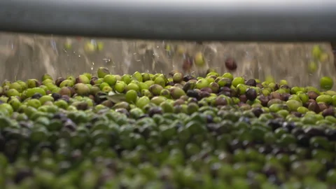 Olive oil Stock Footage 237501028