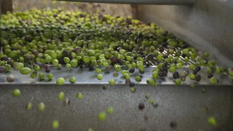 Olive oil Stock Footage 237501212