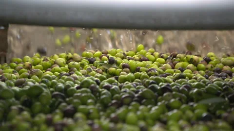 Olive oil Stock Footage 237501219
