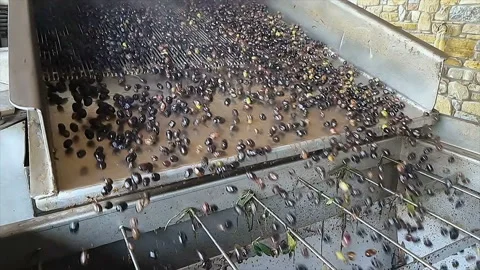 Olive Oil mill machine process olives motion,extra virgin production industry Stock Footage 231021626