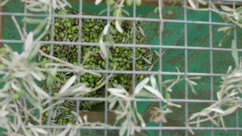 Olive oil mill. Separating leaves from olives at the top of the hooper 스톡 동영상 299686485