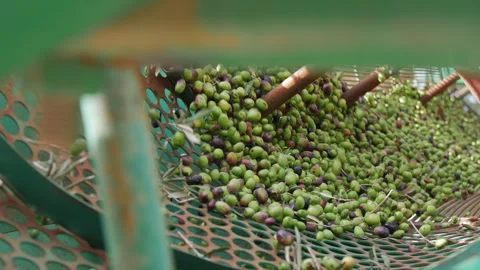 Olive oil mill. Separating olives from leaves and impurities in circular filter Stock Footage 255757112