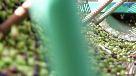 Olive oil mill. Separating olives from leaves and impurities in a circular f 스톡 동영상 299700744