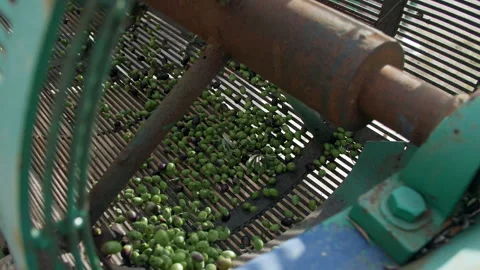 Olive oil mill. Separating olives from leaves in a circular filter Stock Footage 299767199