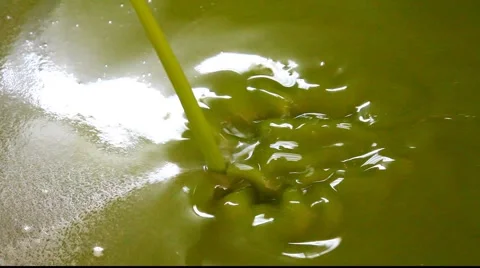 Olive oil pressing and processing NP 스톡 동영상 916871