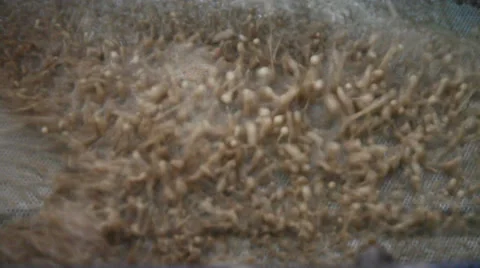 Olive oil pressing and processing - waste waters Видео 32326901