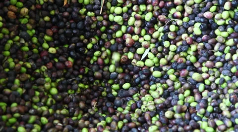 Olive oil pressing and processing - olives enter the system 스톡 동영상 32326946