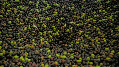 Olive Oil Process Of Production Of Extra Virgin Olive. Stock Footage 199414646