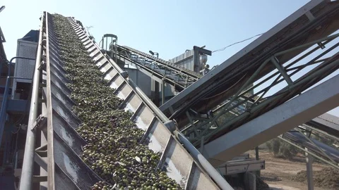 Olive oil processing. Stock Footage 128254669