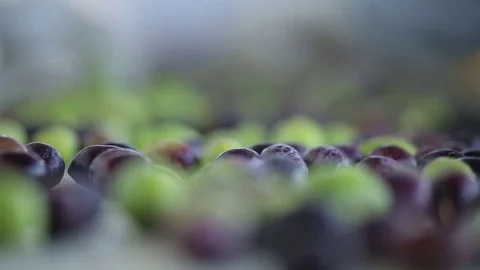 Olive Oil Production and Process Stock Footage 70834765