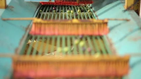 Olive Oil Production and Process Video stock 70849287