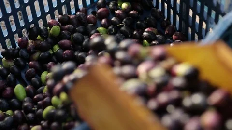 Olive Oil Production and Process Stock Footage 70849933