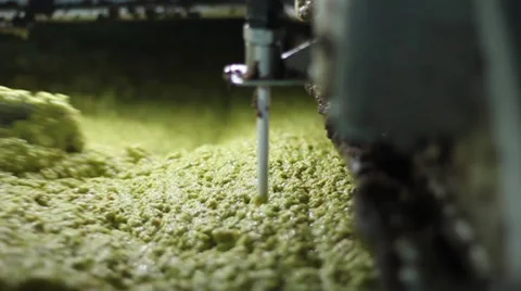 Olive oil production Video stock 32094598