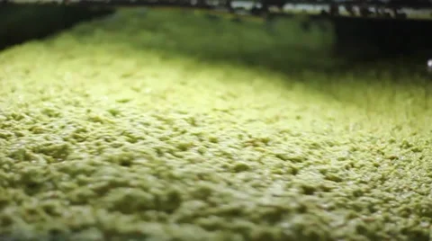 Olive oil production Video stock 32094645
