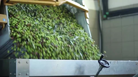 Olive oil production Video stock 32095415
