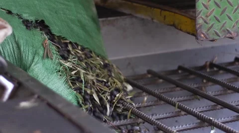 Olive oil production Stock Footage 68616083