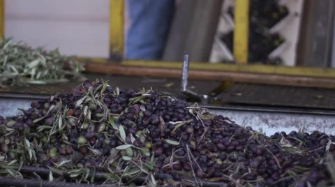Olive oil production Stock Footage 68616180
