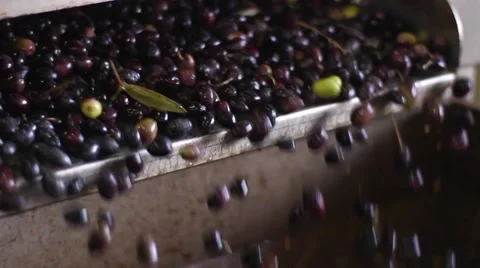 Olive oil production Stock Footage