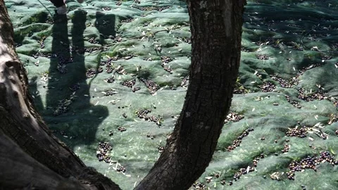 Olive oil production, nets for havesting olives Stock Footage 133524749