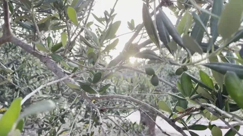 Olive oil production olive tree windy sunset in south italy Stock Footage 278636262