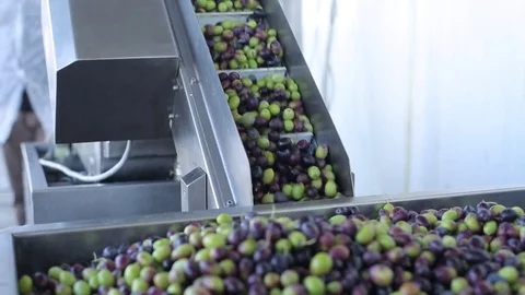Olive Oil Production Process 스톡 동영상 70836441