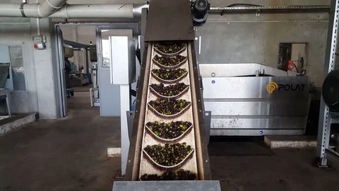Olive Oil Production Steps Stock Footage 84798546