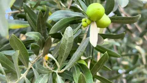 Olive oil trees full of olives.olive harvest , traditional olive farming concept Stock Footage 250030295