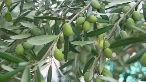 Olive ,olive trees, Olive forest Stock Footage 253706150