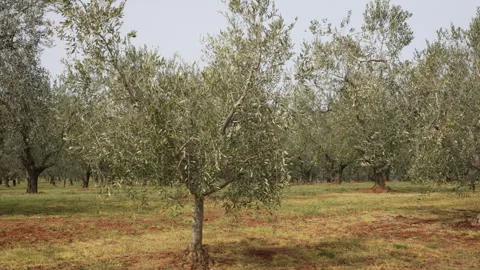 Olive Orchard in Daylight Stock Footage 332128212