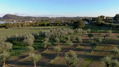 Olive Orchard Flyover Slow Stock Footage 218310952
