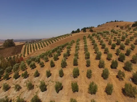 Olive Orchard Stock Footage 85106082